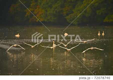 下池の白鳥 72078740