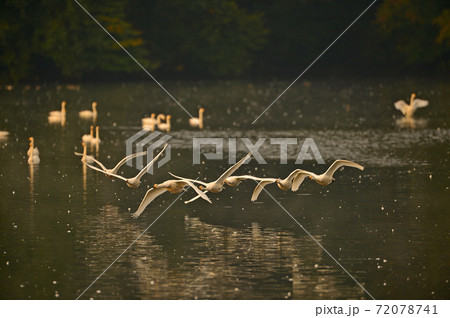下池の白鳥 72078741