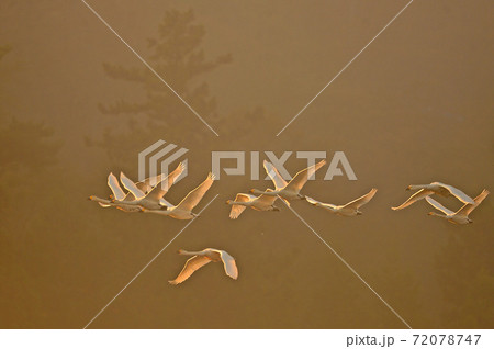 下池の白鳥 72078747