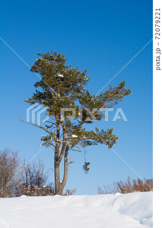 冬の青空と松の木 冬の青空と松の木 72079221