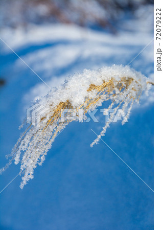 冬のススキの穂に付いた雪と霧氷 冬のススキの穂に付いた雪と霧氷 72079222