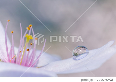 桜の花びらの上に落ちた水滴の中に写った満開の桜 桜の花びらの上に落ちた水滴の中に写った満開の桜 72079258