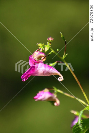 ツリフネソウ（釣舟草） 72079356