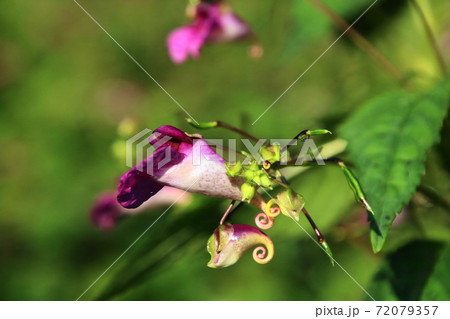 ツリフネソウ（釣舟草） 72079357