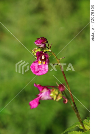 ツリフネソウ（釣舟草） 72079359