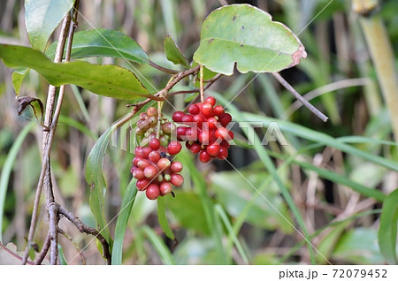 サネカズラの実 72079452