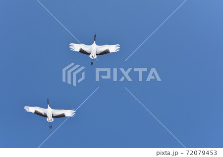 青空を飛ぶ二羽のタンチョウ（北海道・鶴居） 72079453