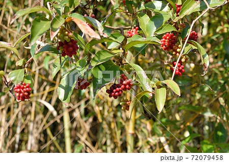 サネカズラの実 72079458