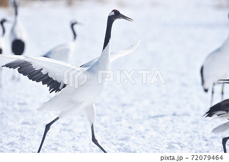 踊るタンチョウ（北海道・鶴居） 72079464
