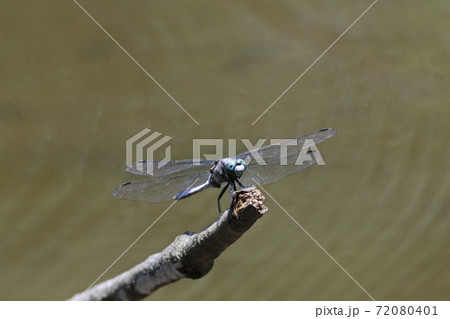 シオカラトンボ　池から突き出た枝に止まっている　正面向き 72080401
