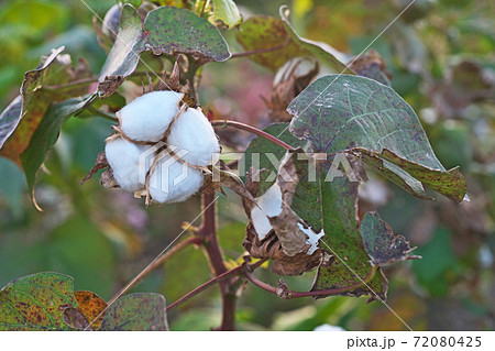 白いワタの実 72080425
