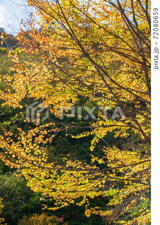 中禅寺湖　歌ヶ浜付近　散策　紅葉景色　秋景色　　 72080659