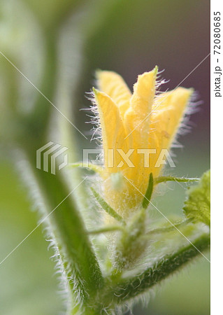 キュウリ の黄色い雄花と雄花の蕾の写真素材