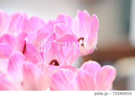 ピンク色と白色が綺麗なシクラメンの花の写真素材 ピンク色と白色が綺麗なシクラメンの花の写真素材