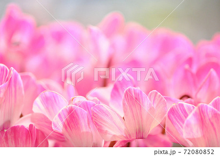 美しいたくさんのシクラメン 美しいたくさんのシクラメン 72080852