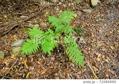 山道に育つ元気なシダ植物の写真素材 7800