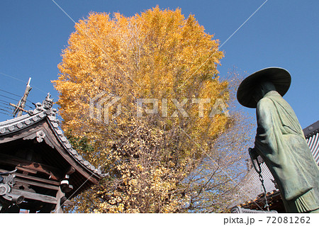 浄源寺の大銀杏と親鸞聖人 72081262