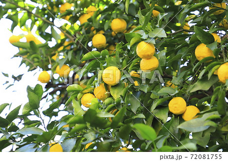 収穫間近のゆずの実　　　　 72081755