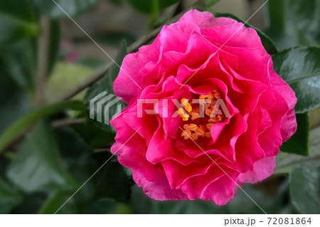 サザンカの花 サザンカの花 72081864
