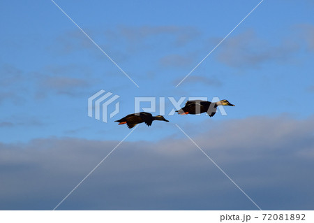 鴨の飛翔(青空背景) 飛翔する2羽の鴨 青空を飛ぶ鴨 鴨の飛翔(青空背景) 飛翔する2羽の鴨 青空を飛ぶ鴨 72081892