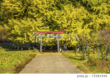 信州 長野県飯山市 神戸の大イチョウ 信州 長野県飯山市 神戸の大イチョウ 72081946