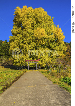 信州 長野県飯山市 神戸の大イチョウ 信州 長野県飯山市 神戸の大イチョウ 72081948
