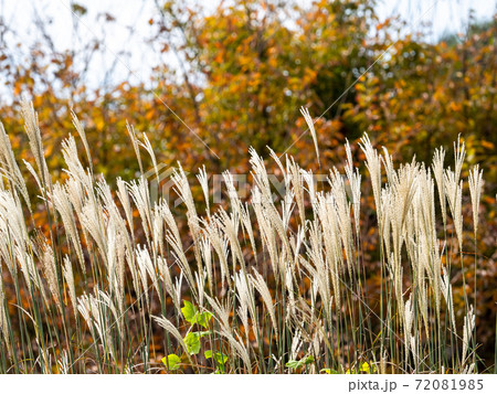 紅葉を背景に膨らみかけたススキの穂 紅葉を背景に膨らみかけたススキの穂 72081985