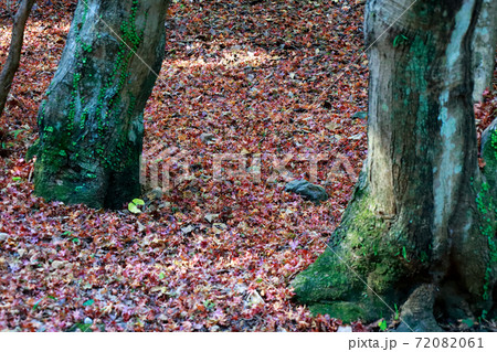 竹林寺の落ち葉 72082061
