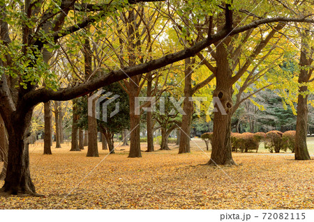 東京　代々木公園　銀杏の紅葉 72082115