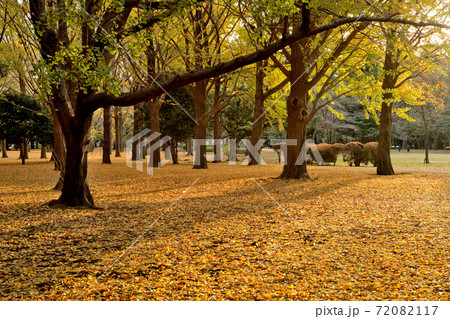 東京　代々木公園　銀杏の紅葉 72082117