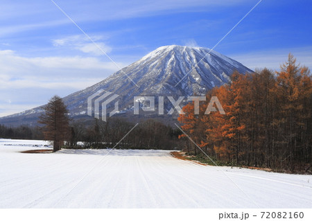 北海道京極町の晩秋の落葉松林と羊蹄山 72082160