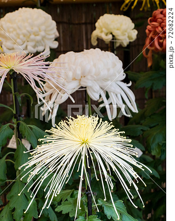 秋の風物詩 美しい菊の花 秋の風物詩 美しい菊の花 72082224