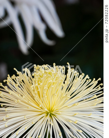 秋の風物詩 美しい菊の花 秋の風物詩 美しい菊の花 72082226