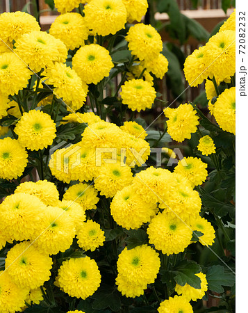 秋の風物詩 美しい菊の花 秋の風物詩 美しい菊の花 72082232
