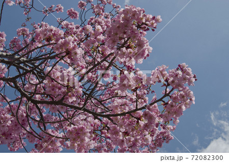 青空の下で桜の花が満開に咲き乱れています。 72082300