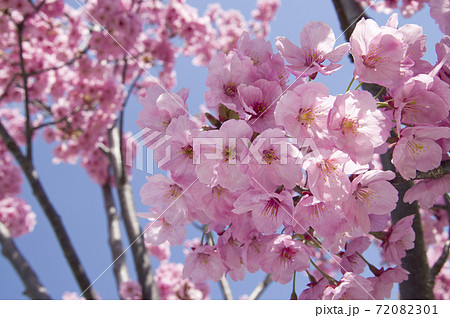 青空の下で桜の花が満開に咲き乱れています。 青空の下で桜の花が満開に咲き乱れています。 72082301