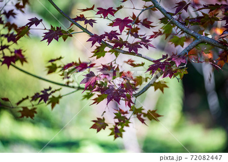 菊池神社の色付いた赤モミジと青モミジの紅葉が美しい 72082447