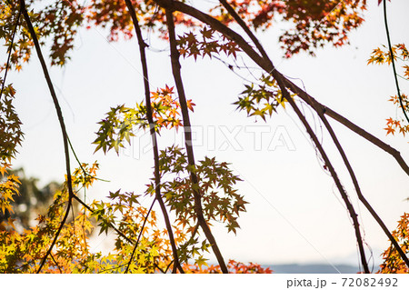 菊池神社の色付いた赤モミジと青モミジの紅葉が美しい 72082492