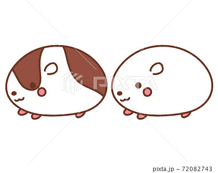 モルモット 72082743