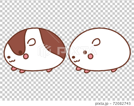 モルモット 72082743