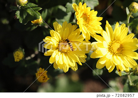 秋の花壇に咲くポットマム(菊)の黄色い花 秋の花壇に咲くポットマム(菊)の黄色い花 72082957