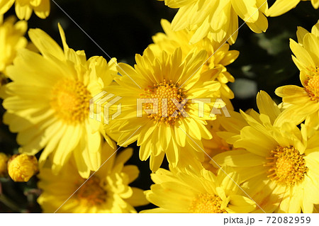 秋の花壇に咲くポットマム 菊 の黄色い花の写真素材 7959
