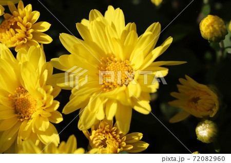 秋の花壇に咲くポットマム 菊 の黄色い花の写真素材 7960