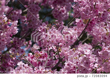 公園の桜の花が満開です。花が密集して咲いています。 公園の桜の花が満開です。花が密集して咲いています。 72083094