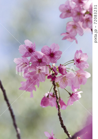 公園の桜の花が満開です。ピンク色の花がとてもきれいです。 72083231