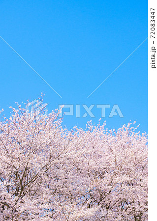 桜と青空（権現堂桜堤にて） 72083447