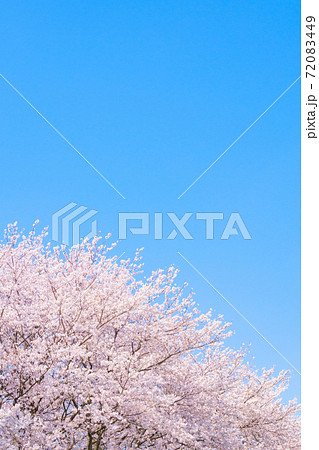 桜と青空(権現堂桜堤にて) 桜と青空(権現堂桜堤にて) 72083449