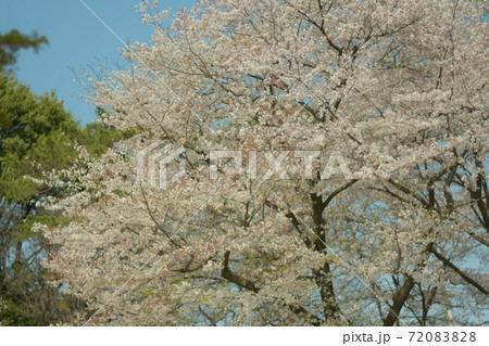 満開の桜と晴天 72083828