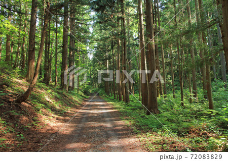 千国街道　佐野坂峠の道 72083829