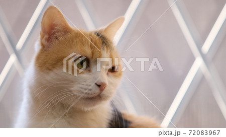窓際の三毛猫 72083967